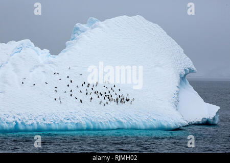 Adelie penguin group di uccelli in piedi sul ghiaccio e neve in Antartide Foto Stock