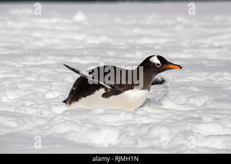 Gentoo penguin Pygoscelis papua adulto giacente sulla neve in Antartide Foto Stock