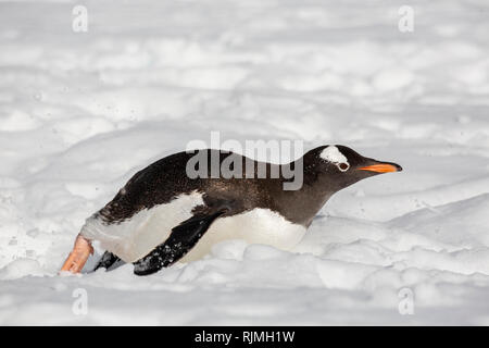 Gentoo penguin Pygoscelis papua adulto giacente sulla neve in Antartide Foto Stock