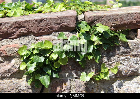 Hedera helix - verde edera tesse un tronco di albero Foto Stock