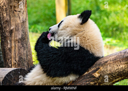 Panda la linguetta Foto Stock