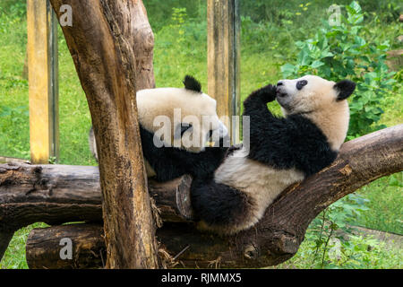 Riproduzione di panda Foto Stock