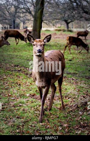 Bella Lone Foe Cervi cercando, Bushy Park, Regno Unito. Foto Stock
