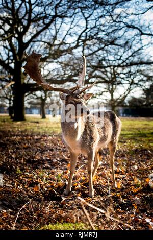 Close-up di giocoso maggese maschio Red Deer, Bushy Park, Regno Unito. Foto Stock