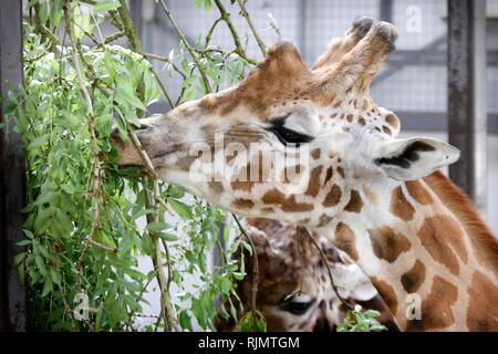 Uno dei due giraffe al Cotswold Wildlife Park a Burford, Oxfordshire. Il 18 giugno 2018 Foto Stock