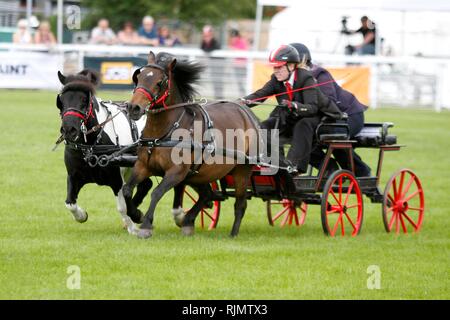 Veloce ed agile pony e piloti in lizza nel doppio cablaggio guida Scurry nell'anello principale presso il Royal tre contee Show 2018 Foto Stock