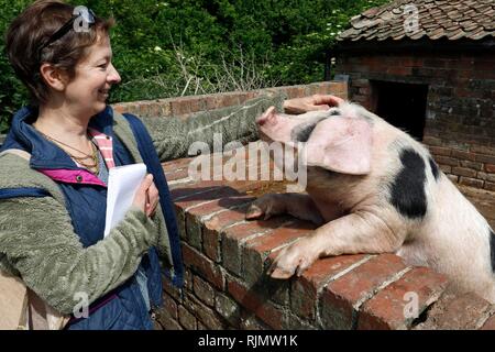 Scrittore Katie Jarvis incontra il Gloucester Old Spot, di maiale alla corte dello stoppino, il quale è gestito da fattorie per bambini di città, a Overton Lane, Arlingham, Gloucesters Foto Stock