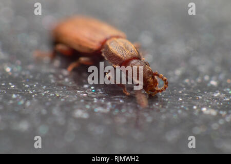 Merchant coleottero del grano in uno sfondo grigio vista dal lato macro closeup Oryzaephilus mercator Foto Stock