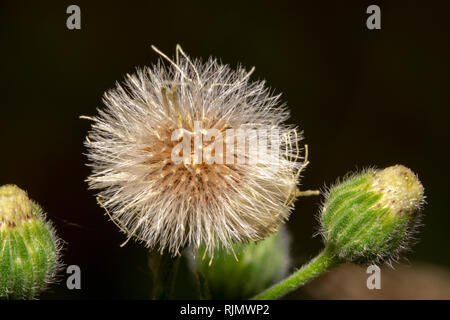 Bella bianca comune di tarassaco Taraxacum officinale con orange center attorno al seme. Tarassaco comune circa la fioritura su ciascun lato Foto Stock