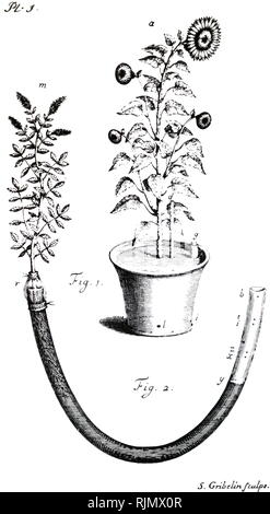 La traspirazione, esperimenti, mostrando i quantitativi imbibita perspired e da piante e alberi. Fig. 1: girasole in vaso da giardino coperto con piombo píate con tubo di vetro, d, per vapore per sfuggire. Fig. 2: misura la traspirazione della pianta di menta verde per saldatura in fine di acqua-tubo riempito. Da Stephen Hales Staticks vegetali, London, 1727 Foto Stock