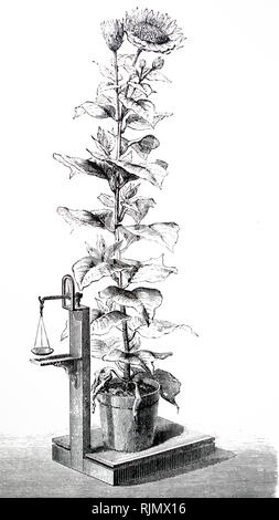 Una incisione raffigurante la traspirazione delle piante: Stephen Hales" (1677-1761) esperimento, progettato per misurare il tasso di traspirazione in un girasole. Da: F.A. Pouchet l'universo, Londra 1874 Foto Stock