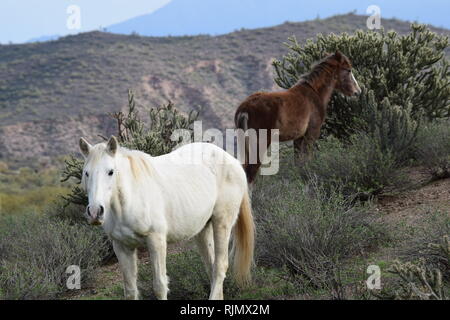 Cavalli selvaggi lungo il fiume sale vicino a Phoenix, Arizona Foto Stock