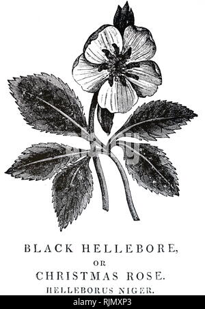 Una incisione raffigurante Helleborus niger - La Rosa di Natale. Il nero delle radici della pianta sono state usate per trattare la malinconia (attribuito alla bile nera). In grandi dosi una drastica purgativa: in piccole dosi, un utile diuretico. Da Robert John Thornton, "una nuova famiglia" a base di erbe, Londra, 1810. Xilografia di Thomas Bewick Foto Stock