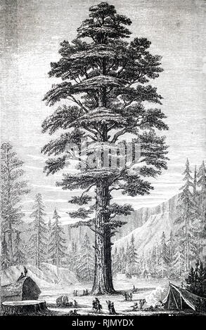 Una incisione raffigurante una sequoia gigante, la sola specie viventi in genere Sequoiadendron. Datata del XIX secolo Foto Stock