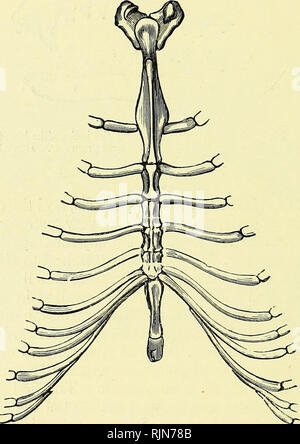 . Testo elementare-libro di zoologia [risorsa elettronica]. Zoologia. 526 CORDA ATA. cuscinetto l'omero. La connessione ossea della clavicola "," episternum, costole e colonna vertebrale, assistita da scapola, forma un solido fulcro per la fore-arto. L'omero è abbastanza unico nel suo genere. Breve e stout si è espansa in creste laterali e i processi. La radio e ulna sono anche brevi e stout e la olecranon è lunga, aumentando il vantaggio meccanico dei muscoli estensori. Fig. 324.-lo sterno e le costole di Mole.. Nota Il episternum e breve clavicles potente. Ossa del carpo sono un compatto Foto Stock