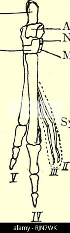 . Testo elementare-libro di zoologia [risorsa elettronica]. Zoologia. MAMMALIA. 485 piedi del canguro è modificato per una rapida locomo- tion, principalmente mediante il salto e le dita dei piedi sono corrispondentemente Fig. 300.-piede di Macropus. Os Calcis.. Cuboide.. Astragalo. Navicular. Il meso-cuneiforme. 1^ Syndactylous dita. ridotta. In alcuni punti non è dissimile da quella delle due- toed struzzo. La residuale la seconda e la terza le dita dei piedi senza prendere parte nella locomozione ma può essere utile per graffiare la pelliccia. Ordine I.-Polyprotodontia. Il Polyprotodontia sono così chiamati perché hanno un grande numero di parte anteriore o incisivo tee Foto Stock