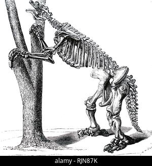 Una incisione raffigurante lo scheletro di un Megatherium (massa gigante bradipo) principalmente sud americana di mammiferi circa le dimensioni di un elefante - Upper Pliocene e Pleistocene periodi. Datata del XIX secolo Foto Stock