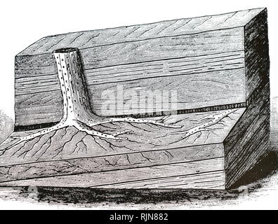 Una incisione raffigurante un fossile tronco di albero in una cucitura di carbone, con le sue radici di argilla ancora sotto l'argilla. Datata del XIX secolo Foto Stock