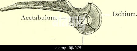 . Testo elementare-libro di zoologia [risorsa elettronica]. Zoologia. Nota la fusione di radio e ulna e assenza di pollex, un metacarpo onlj- rimanente. La zona pelvica o^irdle ha una lunga in avanti-diiected ilium articolarsi con la vertebra sacrale. Il puhes e ischia Fig. 249.-cintura pelvica di rana. Ileo.. Il pube. Vista laterale. M. 24. Si prega di notare che queste immagini vengono estratte dalla pagina sottoposta a scansione di immagini che possono essere state migliorate digitalmente per la leggibilità - Colorazione e aspetto di queste illustrazioni potrebbero non perfettamente assomigliano al lavoro originale. Masterman, Arthur Thomas; Parsons, John Foto Stock