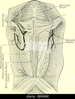. Testo elementare-libro di zoologia [risorsa elettronica]. Zoologia. RANA. 341 cavità timpanica. Più indietro ancora, sulla superficie ventrale, è un piccolo aiedian feritoia longitudinale chiamato glottide leader di Fig- 239.-prima la dissezione di P'rog. { Ad. nat.). La specialità è cMihy una mediana ventrale di incisione e imperniata all'indietro. Sulla destra il muscolo pettorale è principalmente rimosso per mostrare il corso della vena succlavia di suddividere in e brachiale muscolo cutanea. nei polmoni. Infine, tne ampia esofago conduce giù per lo stomaco. Se la pelle da tagliare aperta lungo la metà-ventrale. Si prega di notare che queste immagine Foto Stock