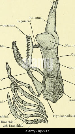 . Testo elementare-libro di zoologia [risorsa elettronica]. Zoologia. 324 CORDA ATA. Apparato Scheletrico. Abbiamo già accennato alla eso-scheletro di squame e denti, ma una più estesa etido-scheletro ha di essere notato. Questo è interamente formata nel meso- blast e è costituito da tessuto connettivo o mem- branous il tessuto e la cartilagine. Il tessuto connettivo si lega Fig. 229.âLateral Vista del cranio di Skate, dimensione naturale. {Annuncio. nat.) anteriore Caitik orbitale'^e. Palato-quadrato, mandibola, Spiracular cartilagine. [Hyoitl Branchia st. Il Nas di capsula. Il forame ottico. Orbita. Il Foramen per V.E VIL capsula uditiva. :N Foto Stock