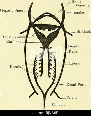 . Testo elementare-libro di zoologia [risorsa elettronica]. Zoologia. 3i8 corda a A. cceliac allo stomaco, mesenterica superiore alla milza, pancreas e intestino, renals abbinato ai reni, e abbinato iliacs alle pinne pelviche. Le arterie sono completamente esposte mediante rimozione della barra coracoid e, se necessario, la barra pubica. Possiamo notare alcune caratteristiche speciali del sangue-sistema vascolare del pattino che sono anche tipici della classe. Il sangue-sistema vascolare può essere suddivisa nelle arterie e il sistema venoso come in tutti i Vertebrata^ ma il sistema venoso Fig 226.-Schema del Venou Foto Stock