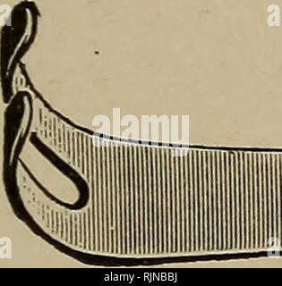 . Batteriologia e tecniche chirurgiche per infermieri. Assistenza infermieristica chirurgica; operazioni chirurgiche,; batteriologia. Fig. 107.-Volkmann il riavvolgitore.. iliill *. Si prega di notare che queste immagini vengono estratte dalla pagina sottoposta a scansione di immagini che possono essere state migliorate digitalmente per la leggibilità - Colorazione e aspetto di queste illustrazioni potrebbero non perfettamente assomigliano al lavoro originale. Stoney, Emily M. A. (Emily Marjory Armstrong). Di Philadelphia e a Londra, W. B. Saunders compnay Foto Stock