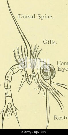 . Testo elementare-libro di zoologia [risorsa elettronica]. Zoologia. 244 ANNULLARE A A. Sub-Class II.-Malacostraca. Il Malacostraca includono più tipi di crostacei. Il corpo è di solito costituito da venti segmenti e le appendici sono molto modificati. L'organo di escrezione, la ghiandola antennary, si apre sulla seconda antenna e di solito vi è un mulino. gastrica il nauplius larva è di rara evenienza, i primi essendo lo sviluppo embrionale. L'ordine comprende Arthrostraca crostacei sessili con gli occhi e con non più di due segmenti toracica fusi con la testa. T egli gamberi di acqua dolce, sabbia-hopp Foto Stock