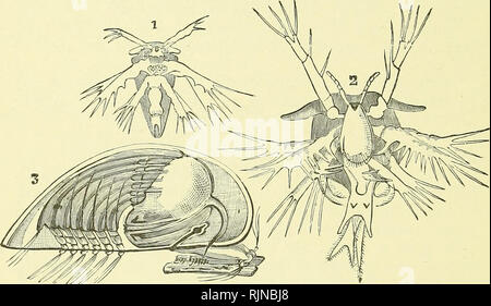 . Testo elementare-libro di zoologia [risorsa elettronica]. Zoologia. 242 ANNULATA. Se tracciamo la classe dal più basso al più alto, wd può notare un generale anticipo in dimensioni e complessità ol il corpo, in riduzione e consolidamento dei segmenti e la progressiva adozione di sviluppo embrionale. Ci sono due sotto-classi-(i) Entomostraca e (2) Malacostraca. Sub-Class I.-Entomostraca. Queste sono quasi tutte piccole e semplici crostacei. Vi è una grande varietà nel numero dei segmenti. Il excre- tory organo (shell-premistoppa) è situato sulla seconda maxillse, e non vi è mai un gastiic Foto Stock