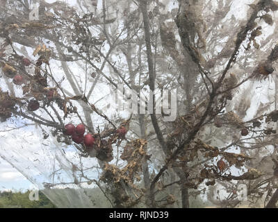 Pest, insetto - Yponomeuta - l'albero attaccato dalla peste è tutto avvolto in un nastro. Un incredibile spettacolo di un albero attaccato dalla peste. Foto Stock