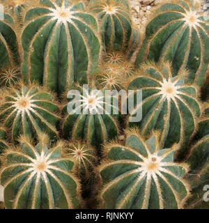 Echinocactus grusonii è diventato raro nella sua area nativa del Messico e ora è cresciuta commercialmente la fornitura di piante da giardino con la texture di forma e colore. Foto Stock