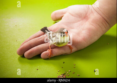 Bird zebra finch sul lato vicino all'alimentazione diffusa Foto Stock