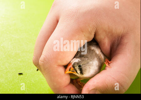 Canto uccello zebra finch sul lato vicino all'alimentazione diffusa Foto Stock