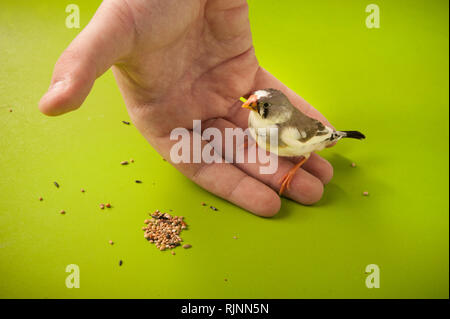 Canto uccello zebra finch sul lato vicino all'alimentazione diffusa Foto Stock