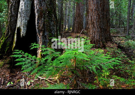 Segatura Western del redcedro che cresce in una vecchia foresta a crescita con antico larice occidentale. Purcell Mountains, Montana nord-occidentale. (Foto di Randy Beacham) Foto Stock