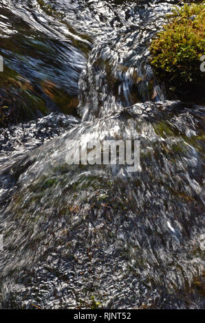 West Fork Basin Creek nella zona senza strada di Mount Henry. Kootenai National Forest nelle Purcell Mountains, Montana nord-occidentale. (Foto di Randy Beacham) Foto Stock