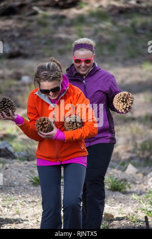 Due adulti femmine felicemente a piedi con una bracciata di grandi Jeffrey pigne trovate sul suolo della foresta Foto Stock