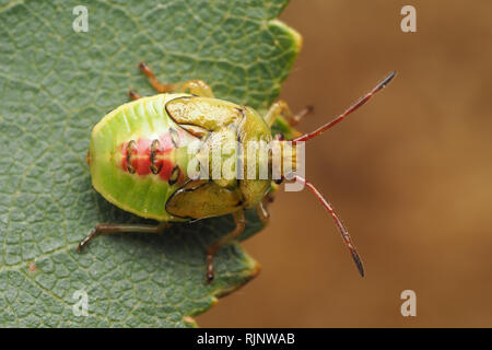 Vista dorsale di Betulla Shieldbug nymph (Elasmostethus interstinctus) appoggiato sulla parte superiore delle foglie di betulla. Tipperary, Irlanda Foto Stock