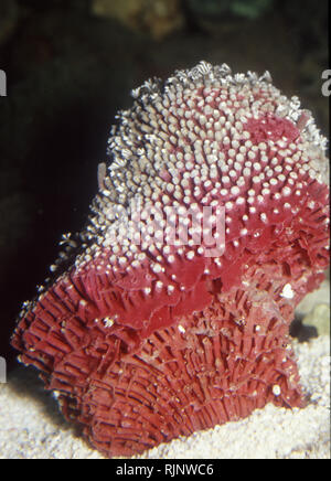 Organo a canne coral (Tubipora musica) Foto Stock