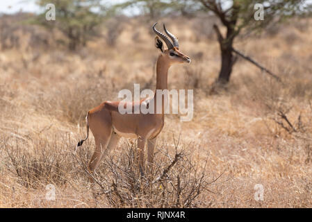 Un maschio Gerenuk, Litocranius walleri, Bufalo Springs riserva nazionale, Kenya Foto Stock