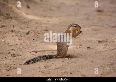 Una forma non striata scoiattolo di terra, Xerus rutilus, Samburu Game Reserve; Kenya Foto Stock