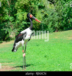 Cicogna Nera in estate park Foto Stock