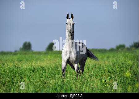 Colline punteggiano grigio teke akhal si erge nel mezzo di un pascolo verde Foto Stock