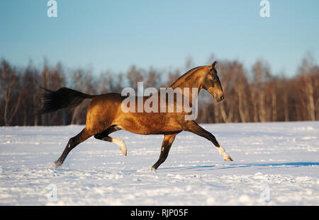 Akhal teke stallion corre nel trotto lateralmente oltre il campo nevoso in inverno. Foto Stock