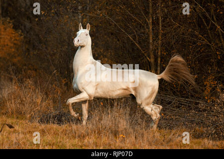 Orgogliosa cremello akhal teke stallion trot nella foresta di autunno Foto Stock