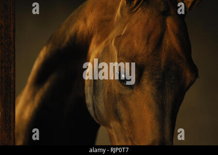 Ritratto di golden bay akhal teke stallone dentro stalle. La foto in orizzontale, close-up di testa e occhio, luce morbida. Foto Stock