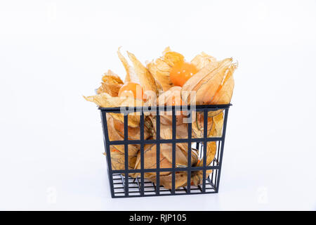 La pianta conosciuta come aguaymanto, uchuva, uvilla o ushun Physalis (peruviano), noti anche come Golden berry è una pianta erbacea appartenente alla famiglia S Foto Stock