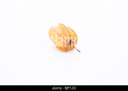 La pianta conosciuta come aguaymanto, uchuva, uvilla o ushun Physalis (peruviano), noti anche come Golden berry è una pianta erbacea appartenente alla famiglia S Foto Stock