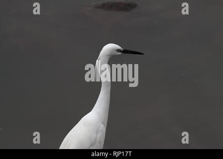 Immagine dettagliata di un airone bianco al confine del fiume Douro Foto Stock