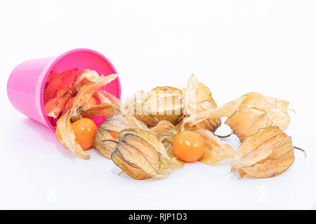 La pianta conosciuta come aguaymanto, uchuva, uvilla o ushun Physalis (peruviano), noti anche come Golden berry è una pianta erbacea appartenente alla famiglia S Foto Stock
